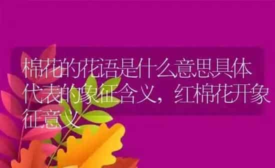 棉花的花语是什么意思具体代表的象征含义,红棉花开象征意义 | 养殖常见问题