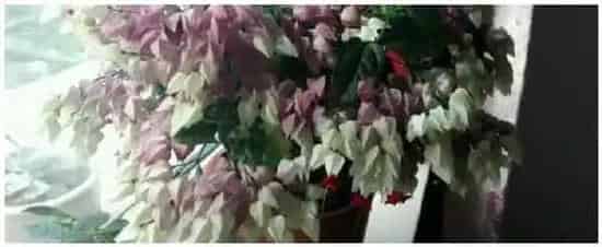 龙吐珠怎么浇水 | 科普知识