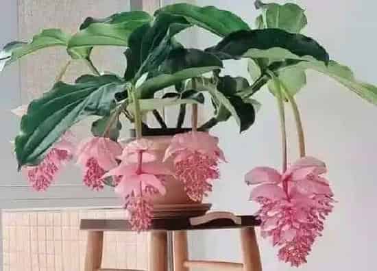 植物常识问题|养花养不好一般都存在的三大通病