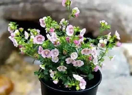 植物常识问题|养花养不好一般都存在的三大通病