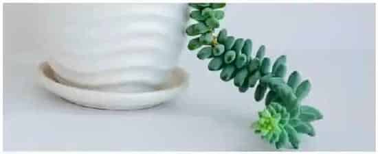 肉类植物多久浇一次水 | 农业答疑