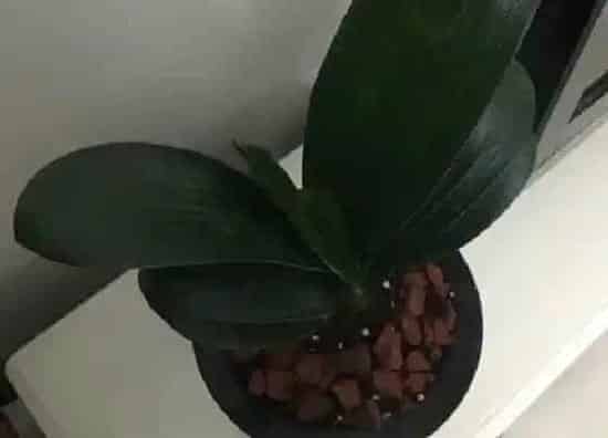 植物常识问题|君子兰总是不开花怎么办  如何养猛开花