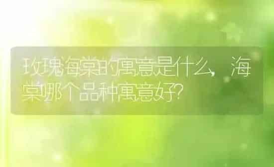 玫瑰海棠的寓意是什么,海棠哪个品种寓意好？ | 养殖常见问题