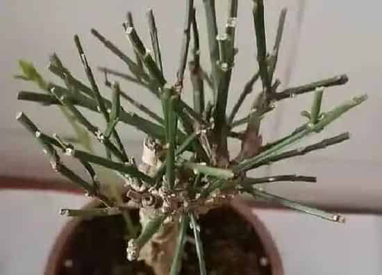 植物常识问题|白蜡盆景怎么养护长得快 养殖与管理方法