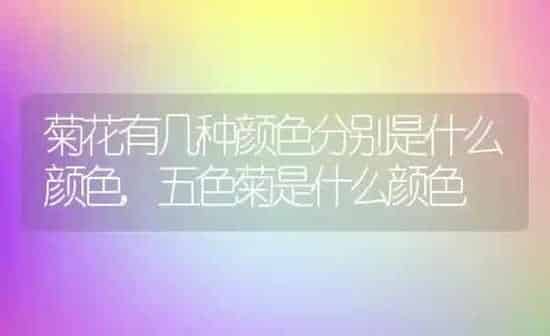 菊花有几种颜色分别是什么颜色,五色菊是什么颜色 | 养殖常见问题