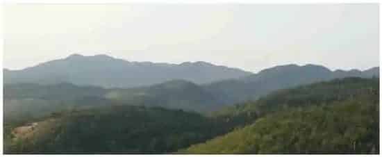 怎样制作悬崖附石盆景 | 农业常识