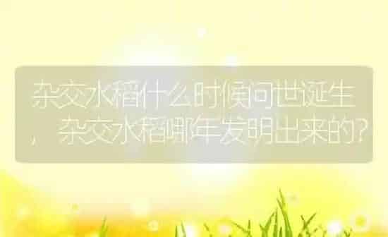 文竹可以晒太阳吗,文竹太阳能晒吗？ | 养殖常见问题