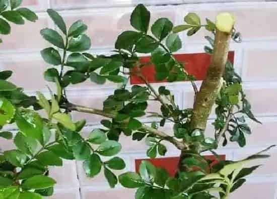 植物常识问题|白蜡盆景怎么养护长得快 养殖与管理方法
