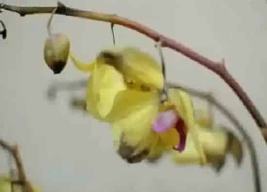 植物常识问题|用什么喷施蝴蝶兰叶片绿油油
