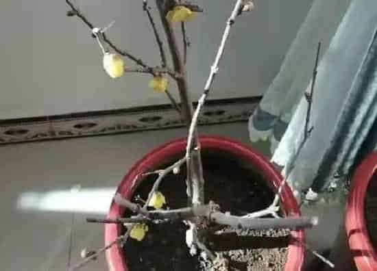 植物常识问题|梅花换盆方法与注意事项