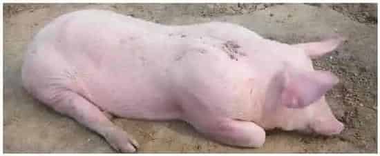 母猪涨肚怎么快速解决 | 科普知识