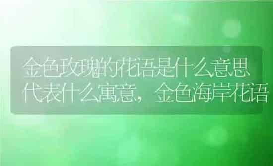 金色玫瑰的花语是什么意思代表什么寓意,金色海岸花语 | 养殖常见问题