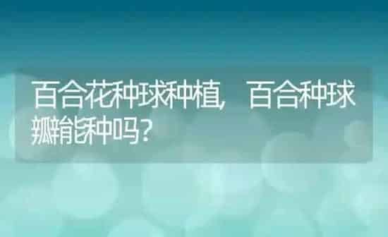 百合花种球种植,百合种球瓣能种吗？ | 养殖常见问题