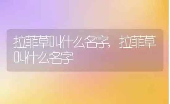 巴西野牡丹好养吗养殖方法和养护要点,巴西野牡丹如何养殖？ | 养殖常见问题