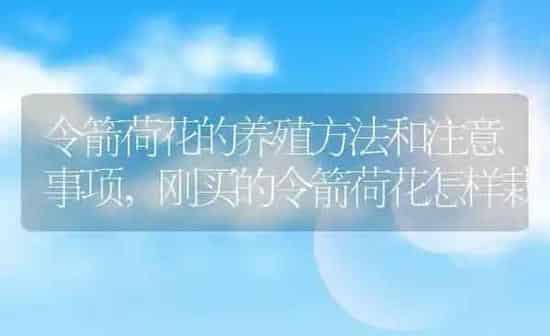 令箭荷花的养殖方法和注意事项,刚买的令箭荷花怎样栽 | 养殖常见问题