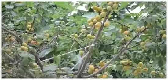 杏树蚜虫用什么农药 | 农业问题