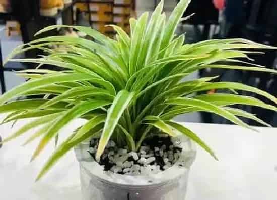 植物常识问题|吊兰如何修剪长得精致