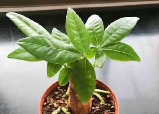 植物常识问题|夏季如何养发财树叶片油绿猛长个儿