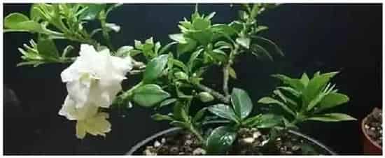 栀子花怎么浇水 | 生活常识
