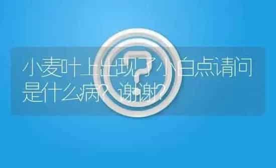 小麦叶上出现了小白点请问是什么病?谢谢? | 养殖问题解答