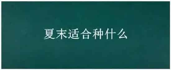 夏末适合种什么 | 农业问题