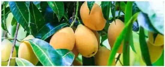 芒果长在哪里 | 生活常识
