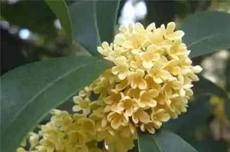 桂花有多少种品种,四季桂花有多少品种？