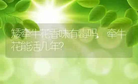 矮牵牛花香味有毒吗,牵牛花能活几年? | 养殖常见问题