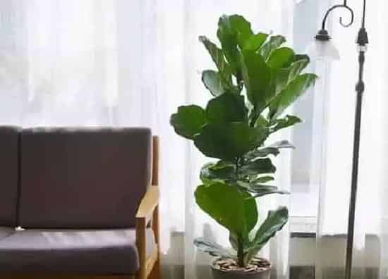 植物常识问题|春季如何养琴叶榕价值高