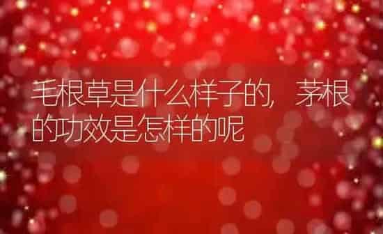 毛根草是什么样子的,茅根的功效是怎样的呢 | 养殖常见问题