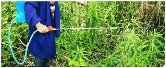 杀虫王怎么用和多菌灵可以兑到一起喷吗 | 三农答疑