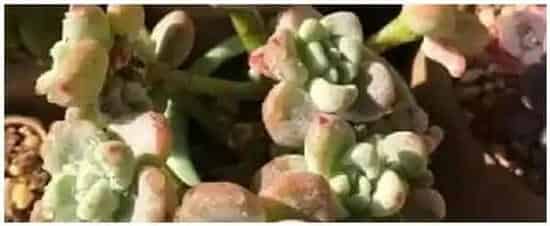 冬天多肉浇水什么时候好 | 生活常识