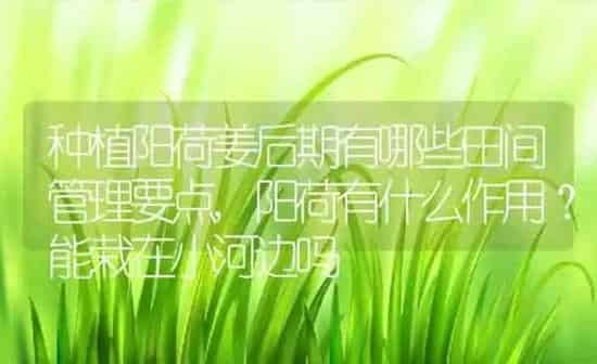 种植阳荷姜后期有哪些田间管理要点,阳荷有什么作用？能栽在小河边吗 | 养殖常见问题