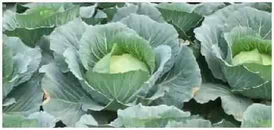 农作物算植物吗 | 三农问答