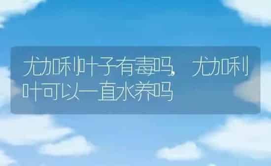 尤加利叶子有毒吗,尤加利叶可以一直水养吗 | 养殖常见问题