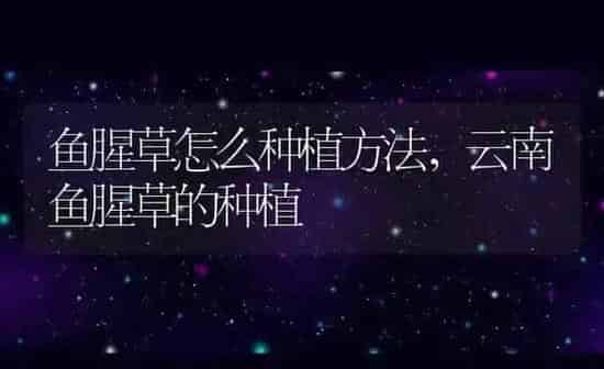 鱼腥草怎么种植方法,云南鱼腥草的种植 | 养殖常见问题
