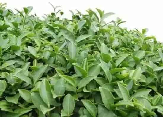 植物常识问题|茶树品种有哪些