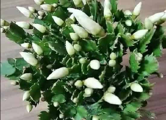 植物常识问题|蟹爪兰越养越蔫怎么办  如何补充营养