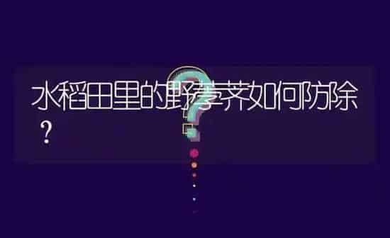 水稻田里的野荸荠如何防除? | 养殖问题解答