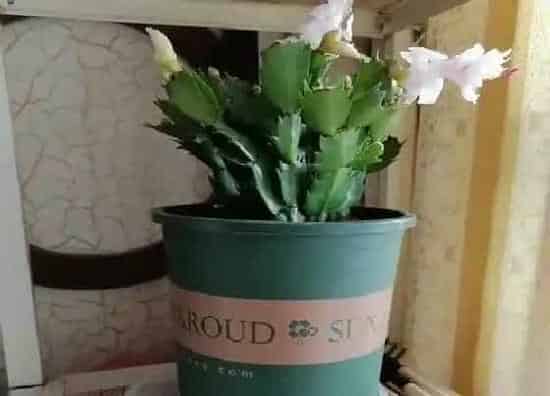 植物常识问题|蟹爪兰越养越蔫怎么办  如何补充营养