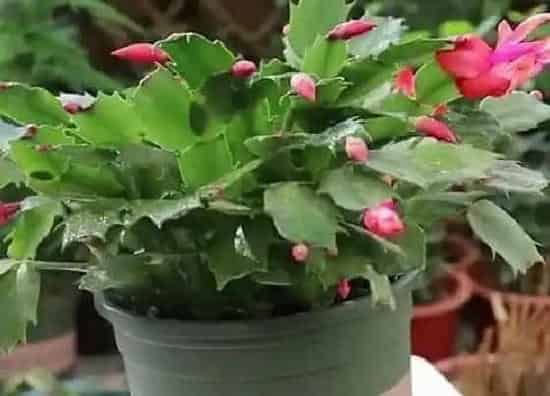 植物常识问题|蟹爪兰越养越蔫怎么办  如何补充营养
