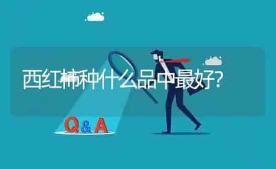 西红柿种什么品中最好? | 养殖问题解答