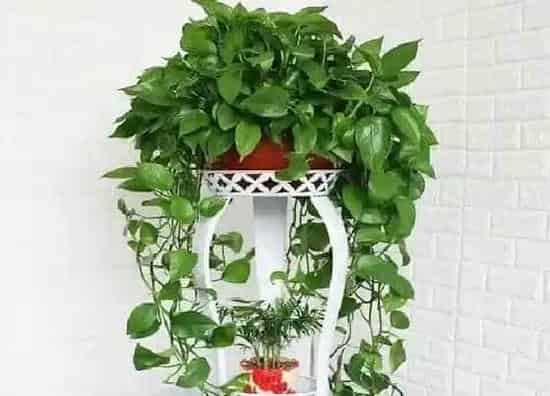 植物常识问题|夏季养护绿萝一定要避开的三件事