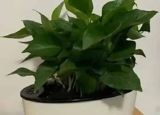植物常识问题|夏季养护绿萝一定要避开的三件事