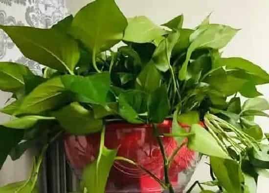 植物常识问题|夏季养护绿萝一定要避开的三件事