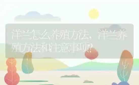 洋兰怎么养殖方法,洋兰养殖方法和注意事项？ | 养殖常见问题