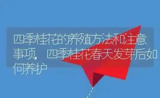 四季桂花的养殖方法和注意事项,四季桂花春天发芽后如何养护 | 养殖常见问题