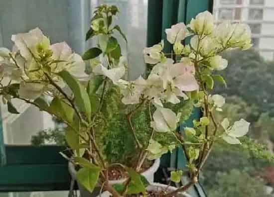 植物常识问题|如何正确给三角梅做修剪才能开花多