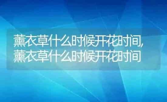薰衣草什么时候开花时间,薰衣草什么时候开花时间 | 养殖常见问题