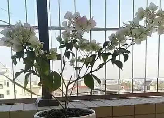 植物常识问题|如何正确给三角梅做修剪才能开花多